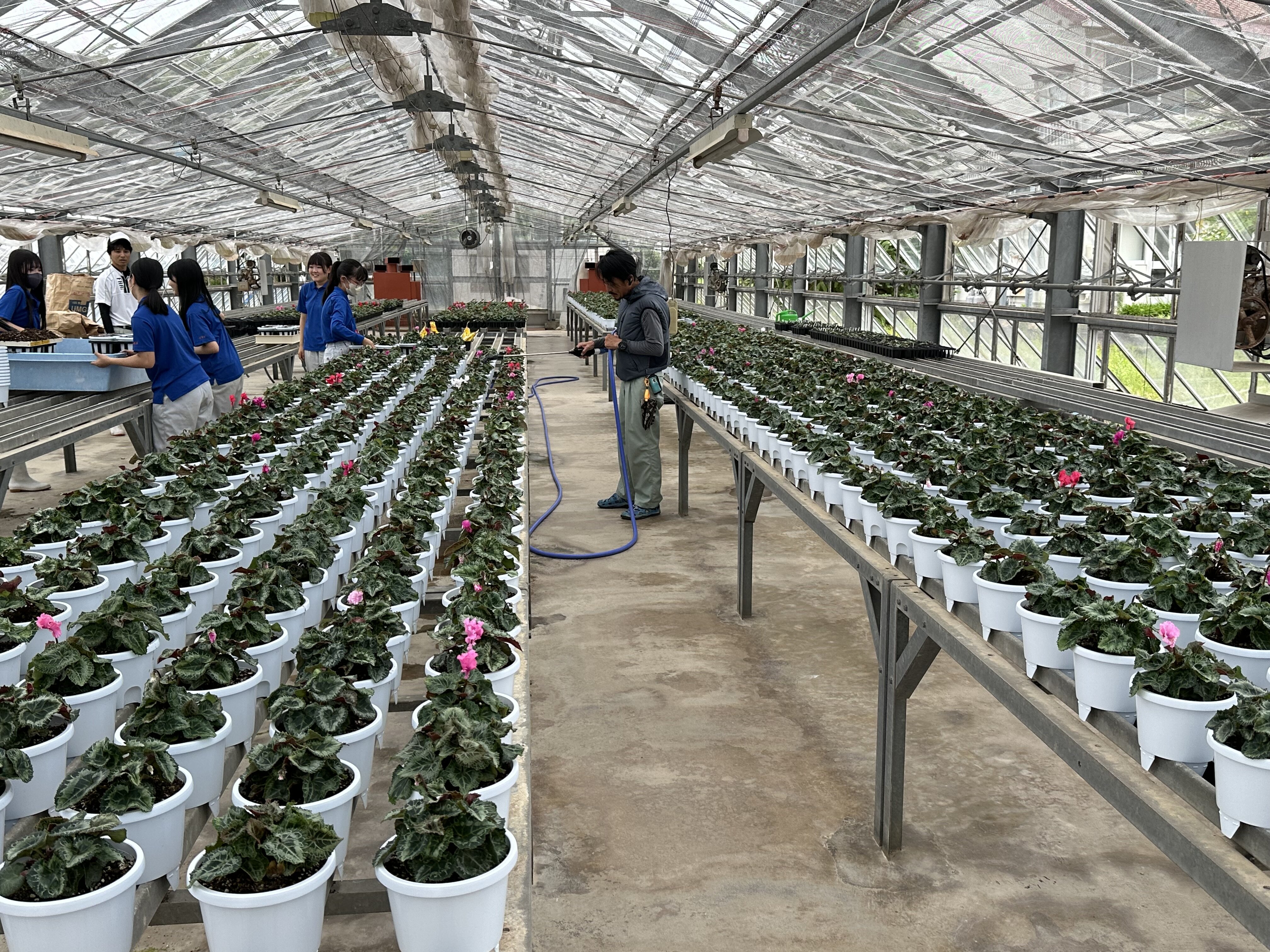 シクラメン鉢上げ｜授業風景｜新着情報｜島根県立松江農林高等学校