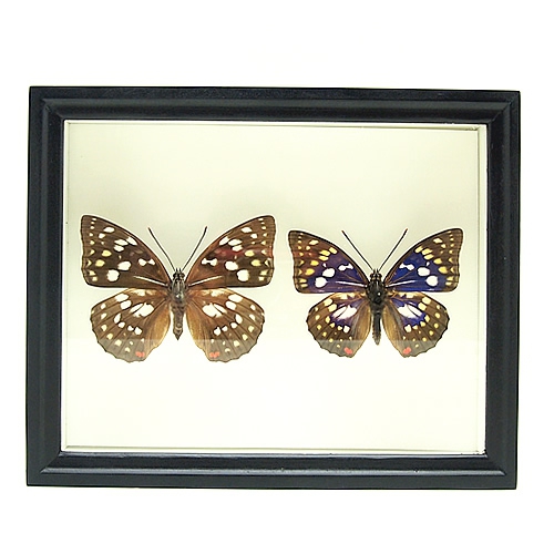 オオムラサキ／ペアセット , セット標本 , 蝶の標本 販売・通販の
