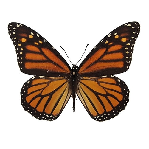 オオカバマダラ , 蝶の標本 販売・通販のNatureShop|モルフォや