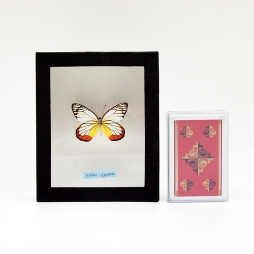 ベニモンシロチョウ , 蝶の標本 販売・通販のNatureShop|モルフォや