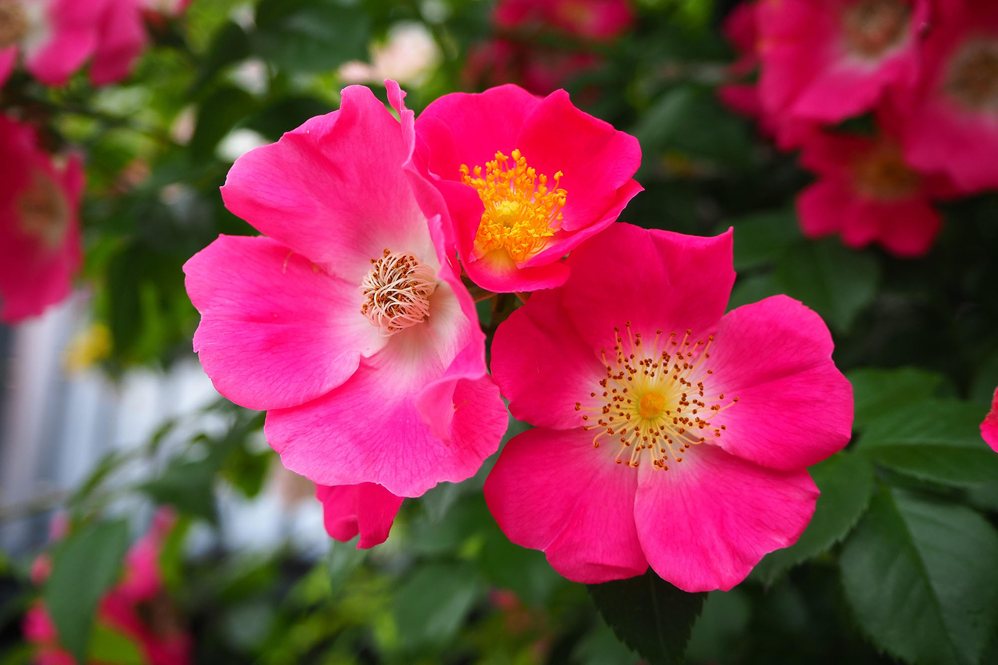 アメリカン・ピラー | ローズガーデン | 白い恋人パーク