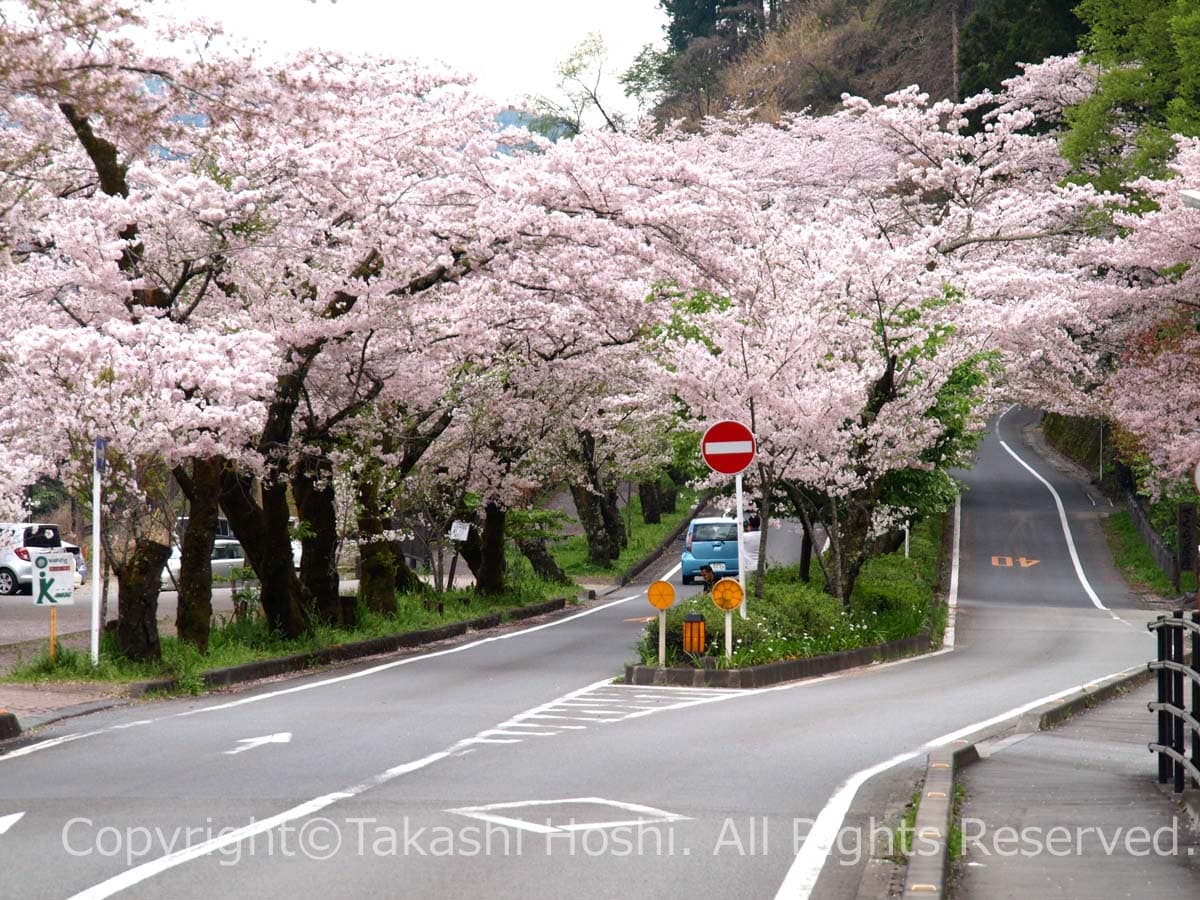 桜トンネル (家山) --- 島田市観光ガイド『駿河湾☆百景』