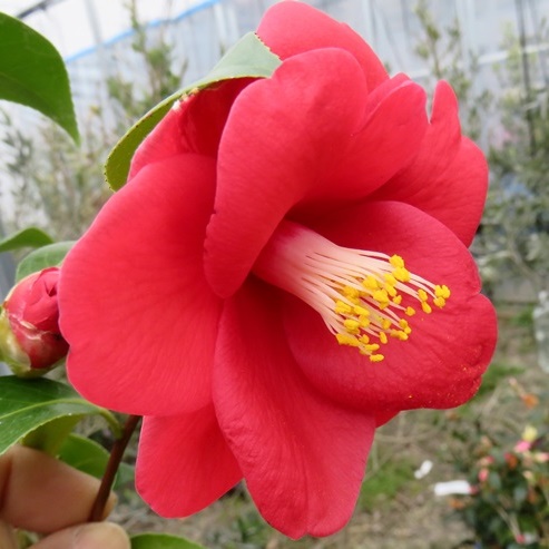 楽天市場】【現品】椿（ツバキ）ウラク64 7号ポット苗152（g03