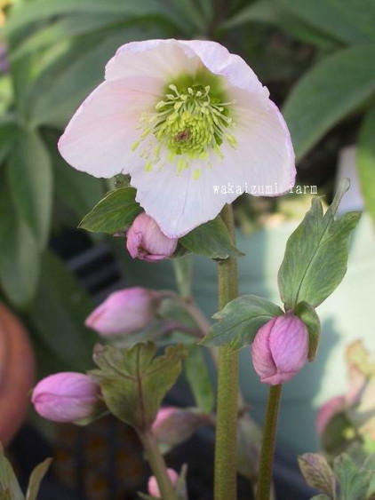 クリスマスローズの交配種「絹」niger×thibetanus