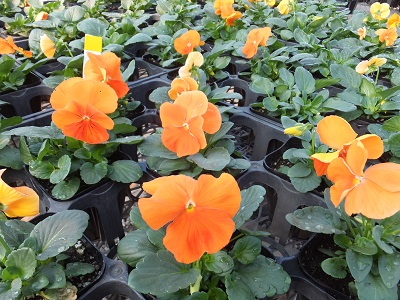 11月のおすすめの花苗｜蕨戸田衛生センター組合