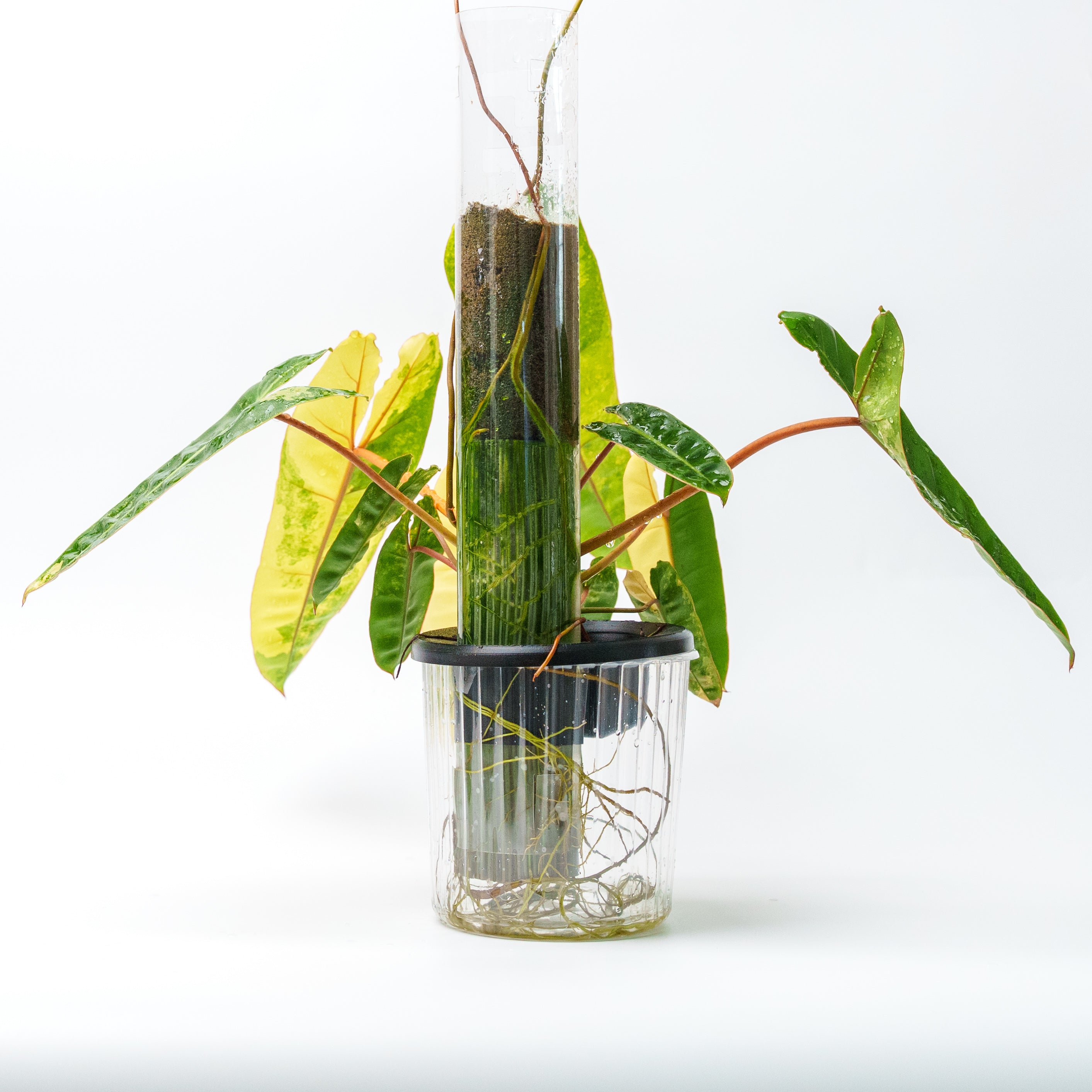 THICCLY GrowLid - Kratky Hydroponics Moss Pole System (Clear