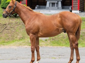 ルヴァンスレーヴ産駒の分析サマリー :: 一口馬主DB