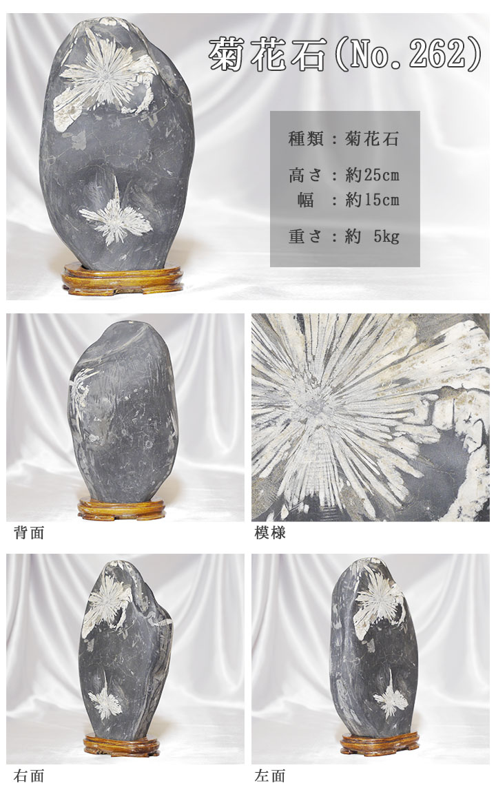 菊花石 No.262 【鑑賞用鉱石】 高さ:約25cm 幅:約15cm 重さ:約5kg