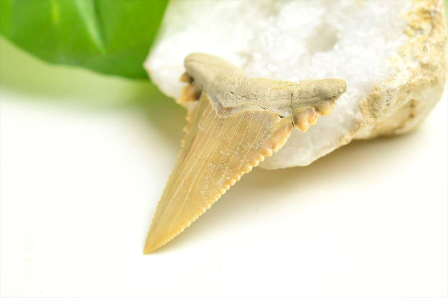 ホホジロザメ 歯 牙 化石｜サメの歯（約7.6g）｜モロッコ産