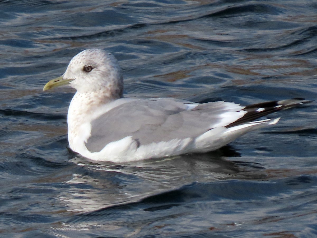 カモメ(2024.01.06) - 日本の野鳥識別図鑑