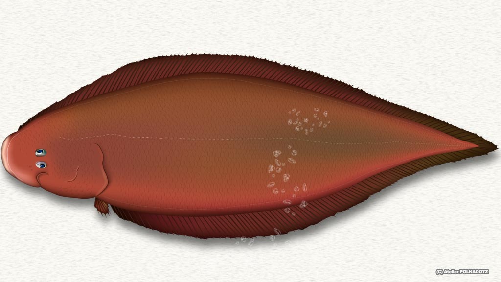 使用OK無料画あり｜舌平目・魚イラスト 二次使用OK あとりえポルカドッツ