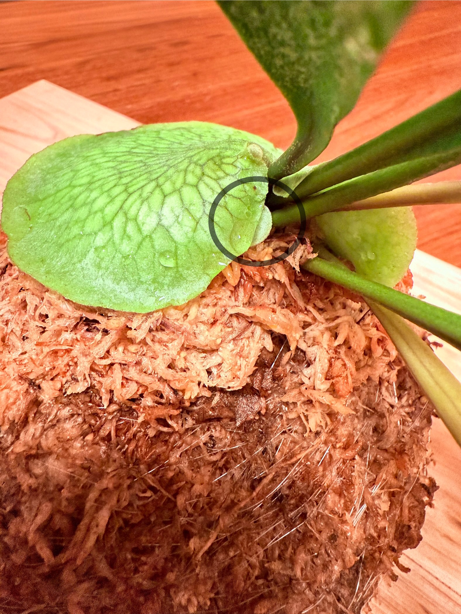 貯水用の新芽 ビカクシダの森