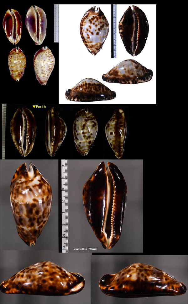 Microshells: Zoila friendii クロガネダカラ