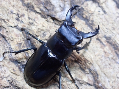 今年の種親 ミクラミヤマクワガタ | クワガタ飼育日記