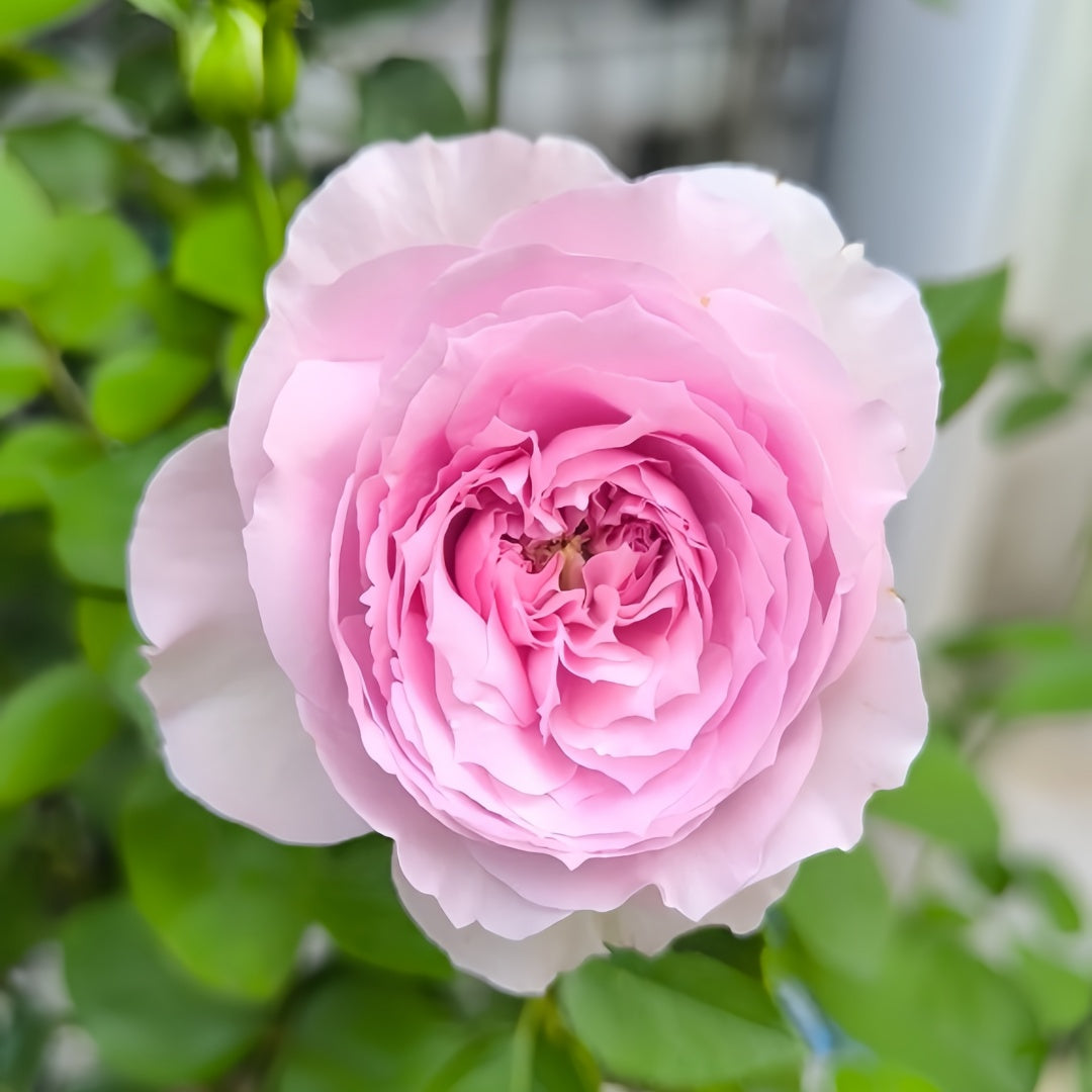 Repartil Rose-重启｜Japanese Cut Rose – Ergongzy Roses