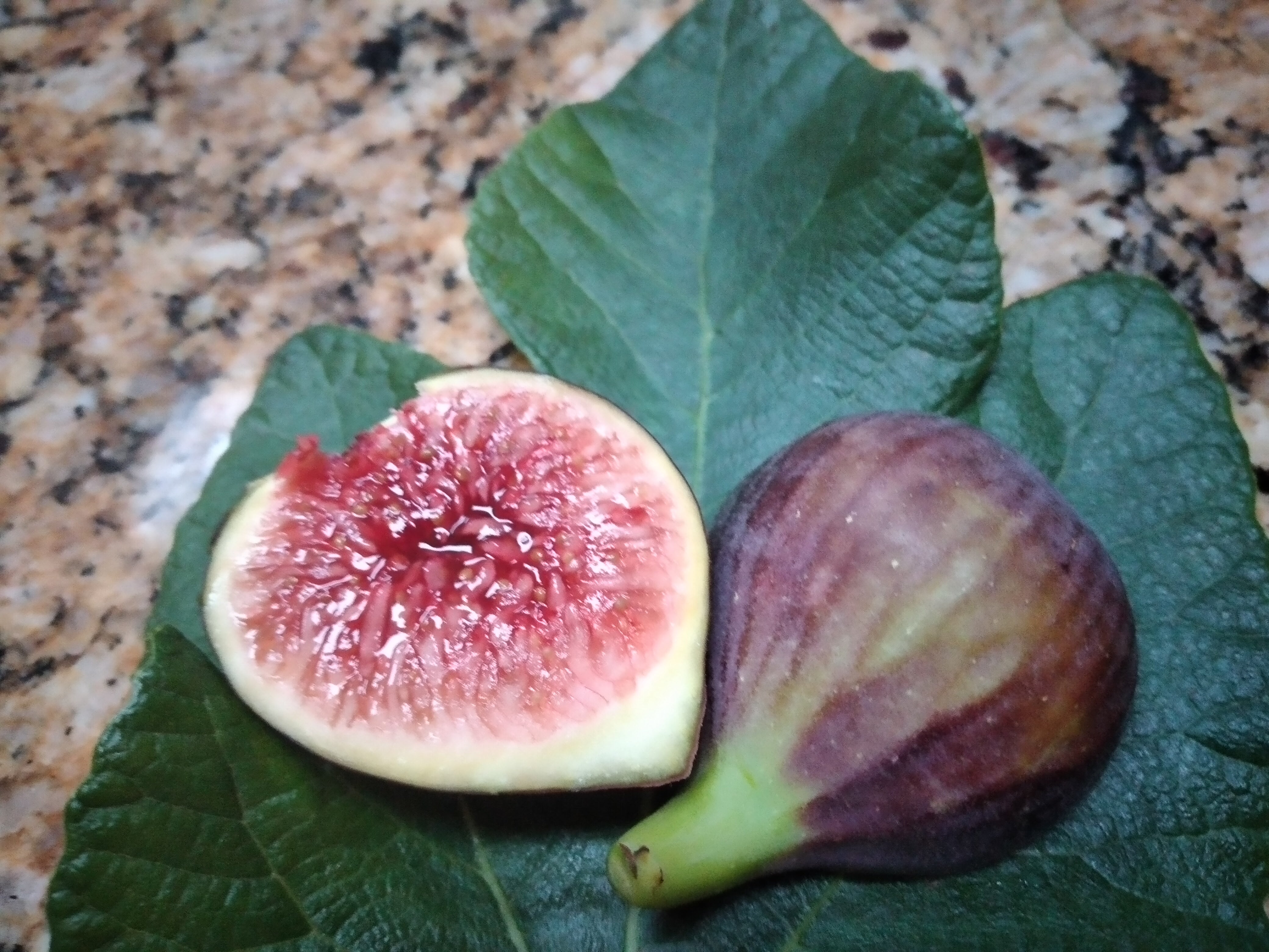 Italian 258 Fig Tree - 2 Cuttings - i-258 Tasty Purple Figs i258