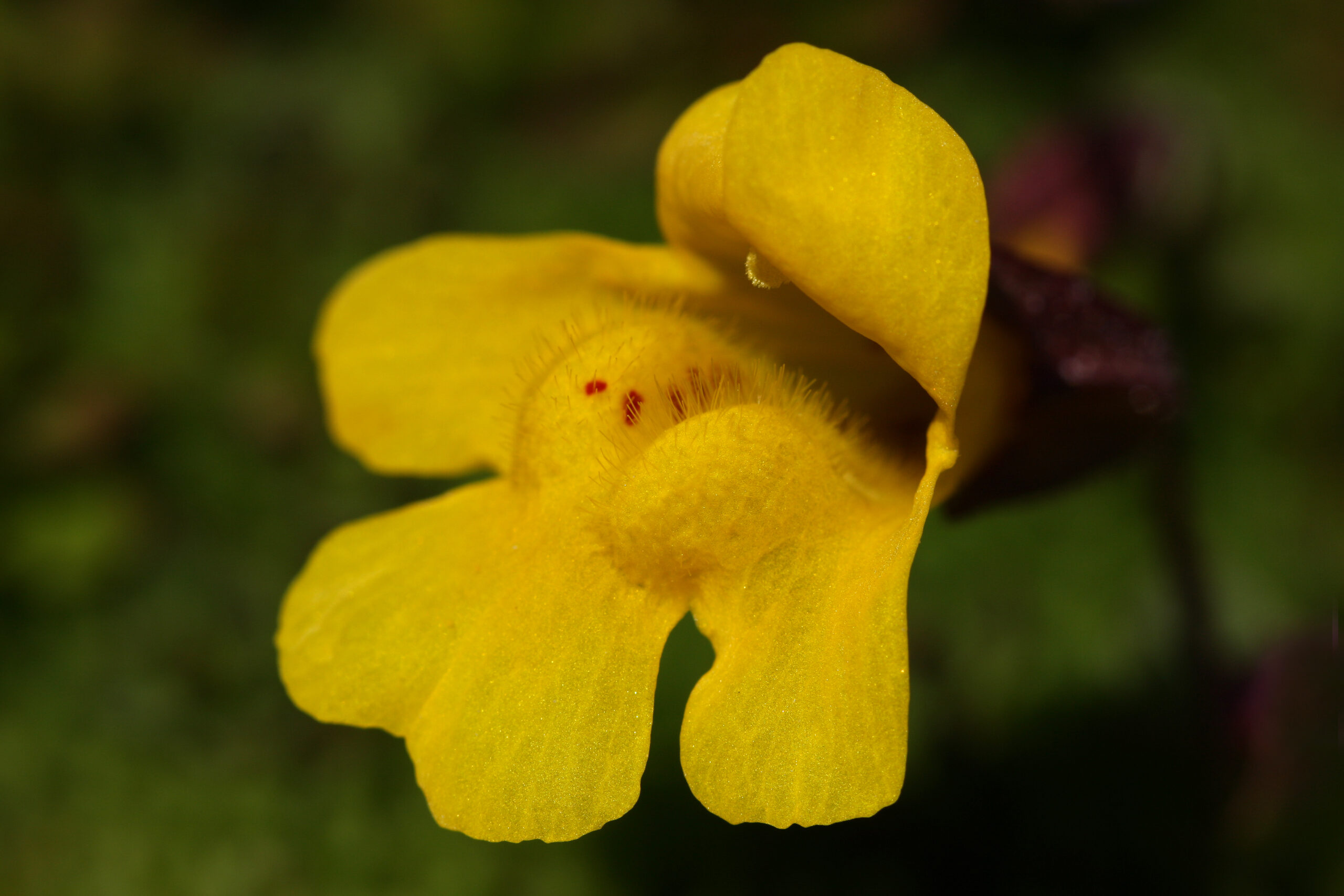 Mountain Monkeyflower - Flowers of Rainier