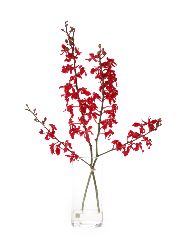 生花】レナンセラ バンコクビューティレッド【赤/60cm/台湾】｜Flower