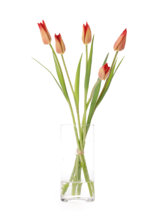 生花】チューリップ(ユリ咲き) キャンドルルージュ【赤/50cm/新潟県