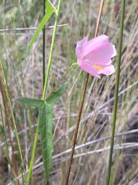 Kosteletzkya pentacarpos (Seashore-mallow) - FSUS