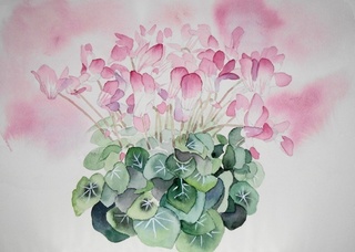 ピンクのシクラメン: ごくさんの透明水彩画