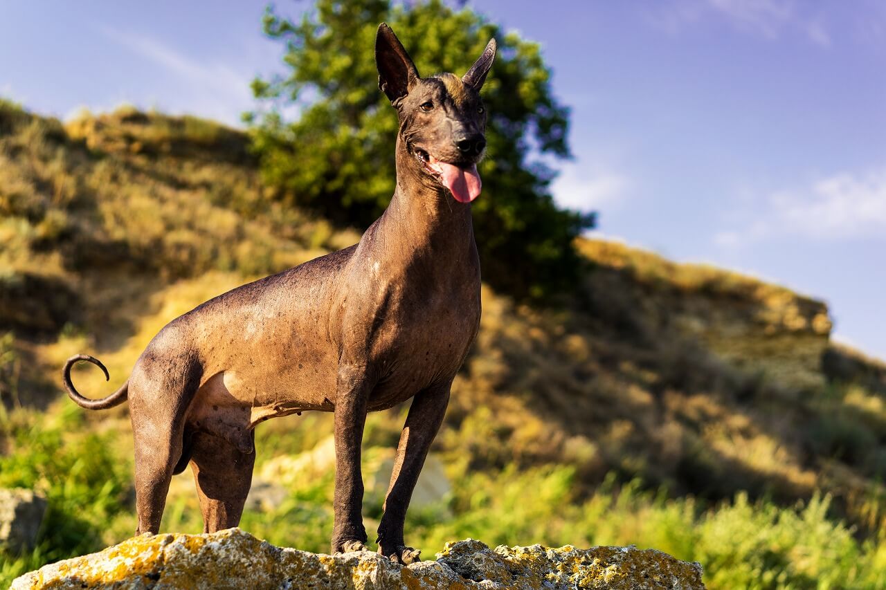 リメンバー・ミー』の犬ダンテは死者の案内人？犬種や正体を考察