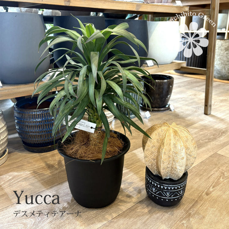 ユッカ デスメティアーナ 5号 – 鉢人