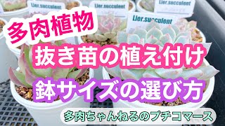 多肉植物】抜き苗をお迎えしたら❣️植え付け方🪴鉢サイズの選び方