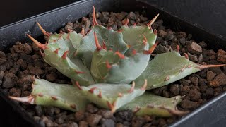 アガベ・姫蠍蟹 (小株)-004｜Agave gypsophila x isthmensis