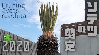 ソテツの剪定 2020』Pruning Cycas revoluta 2020 - YouTube