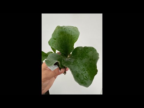 hqdefault.jpg?v=6688810b