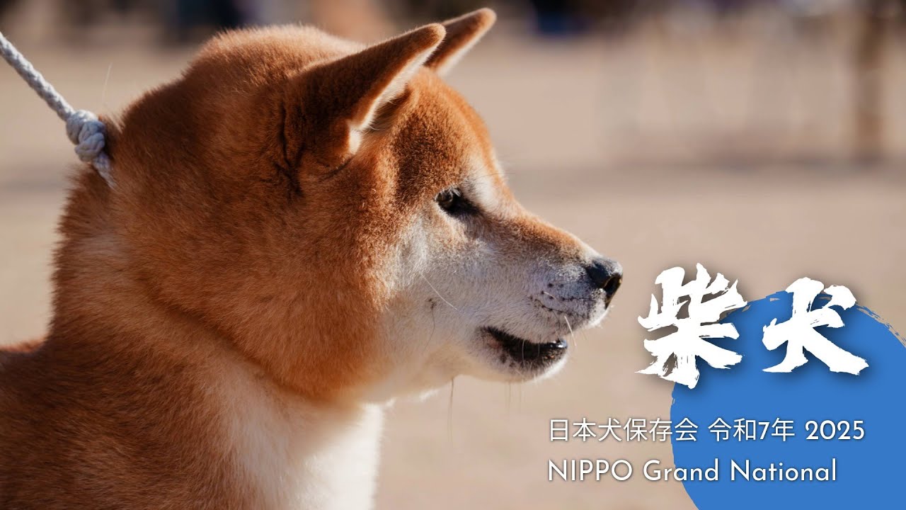 SHIBA INU : NIHON KEN HOZONKAI NIPPO Grand National 2025 令和7