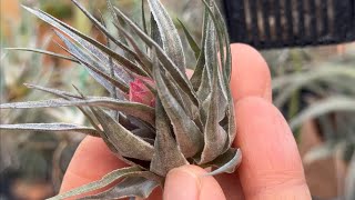 Tillandsia1エアプランツ・エアープランツ専門店生産育成農場