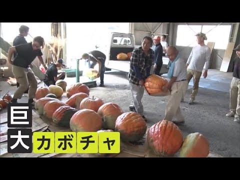 ジャンボかぼちゃ品評会」優勝は42.3kg ハロウィーンの装飾用などに