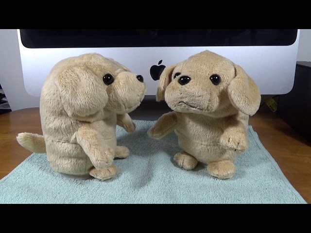 こえマネわんちゃん 二匹で無限ループ？ - YouTube