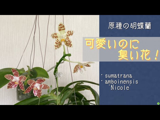 May 26, 2023 Two types of native Phalaenopsis orchids. They're