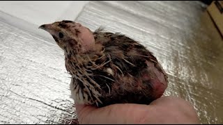 保護うずら～その後| 畜産動物たちに希望を Hope For Animals｜鶏、豚