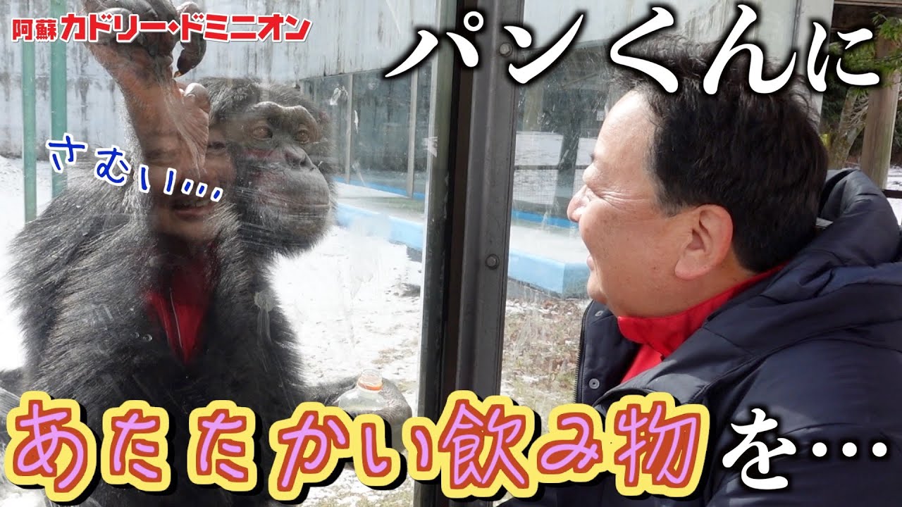 Does the genius chimpanzee 