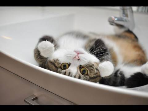 まるです16。-I am Maru 16.- - YouTube