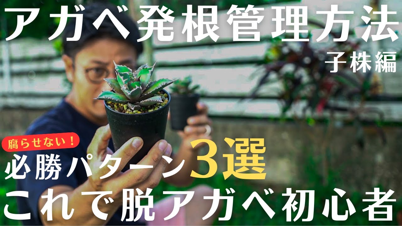 アガベ子株の発根管理方法。【腐らせない、発根成功率は驚異の99