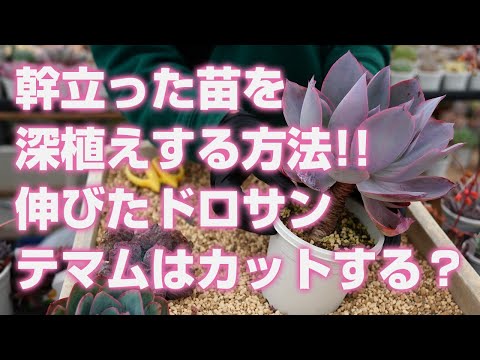 Succulent plants] How to plant large Echeveria and other tall