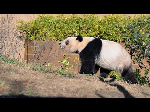 2025.12.26 今日のパンダ（4041日目）[8K] - YouTube