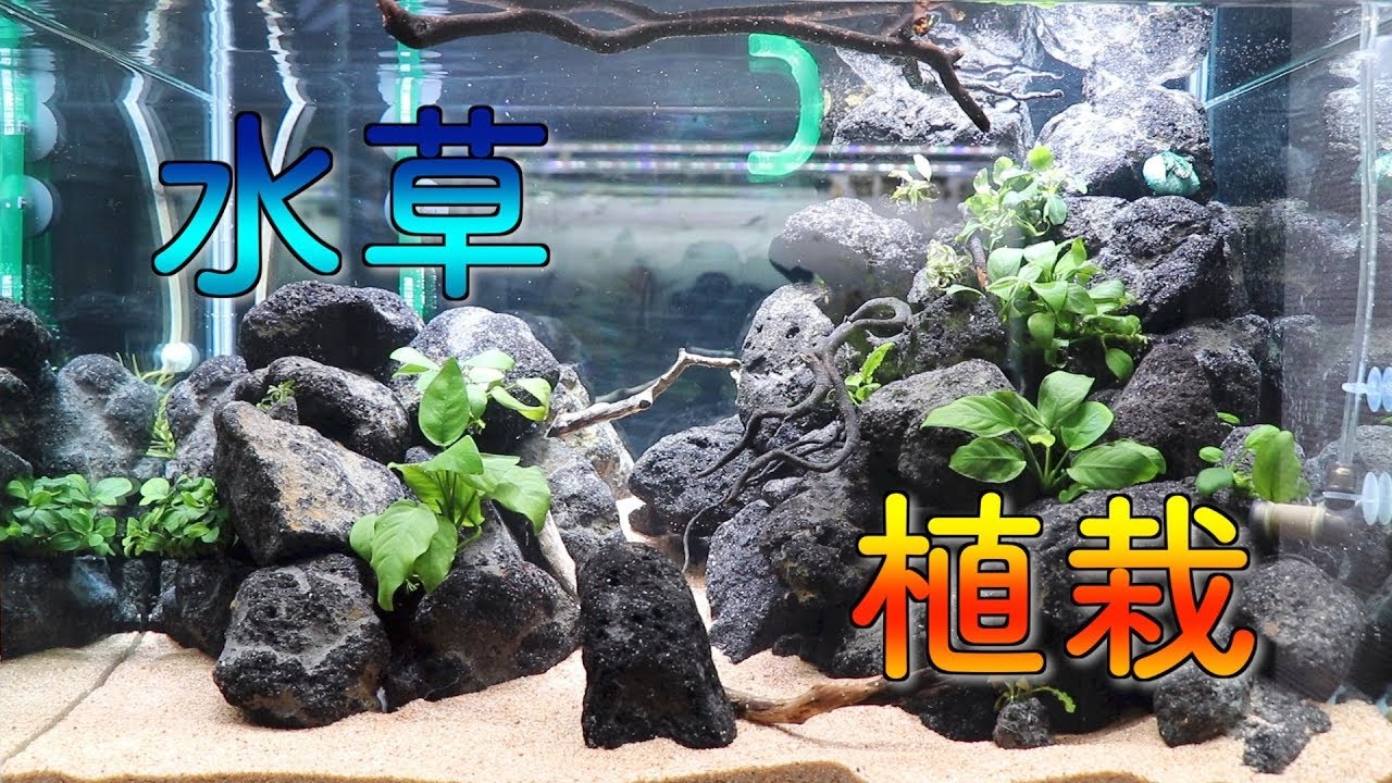 Aquarium] Setting up a 60cm aquarium tank with lava stone layout