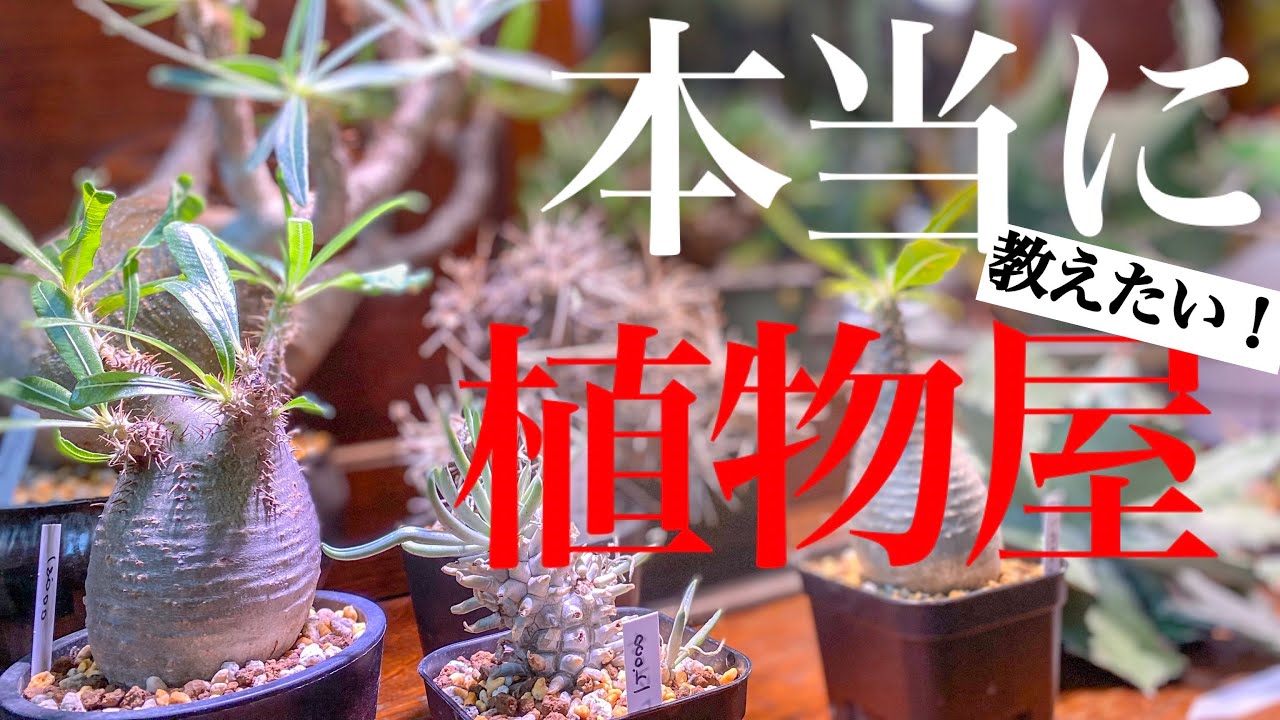 パキポ】一級品一点物の植物が欲しいなら行くべき店【東京町田】 - YouTube