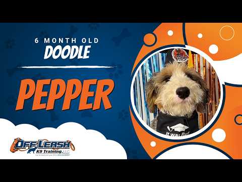 Pepper | 6 Months Old | Doodle | 2 Week BNT | Best Dog Trainers in