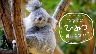 2024年は、東山動植物園コアラ来園40周年！ | 東山動植物園 × ブラザー