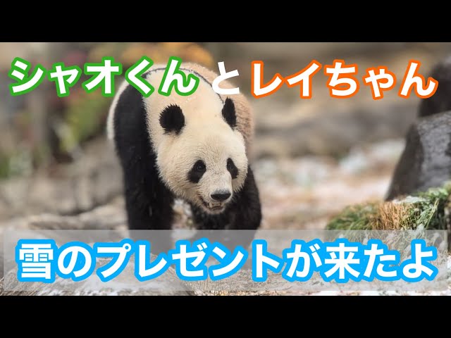 シャオくんとレイちゃんに「雪」のプレゼント 2025.03.19【レイレイ