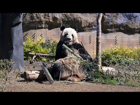 2025.03.07 今日のパンダ（3784日目）[8K] - YouTube