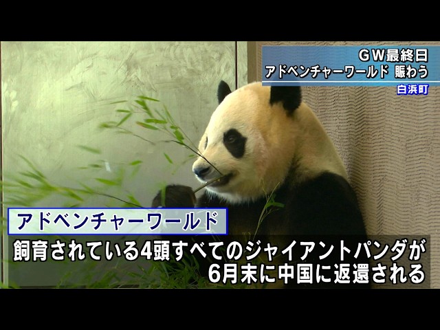 パンダを見ることができる最後のGW 多くの観光客で賑わう 和歌山県白浜