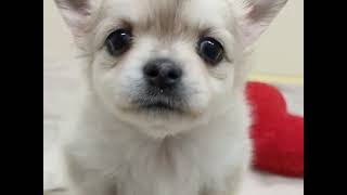 チワワ - YouTube